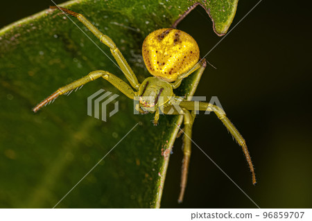 Small Female Crab Spider 96859707