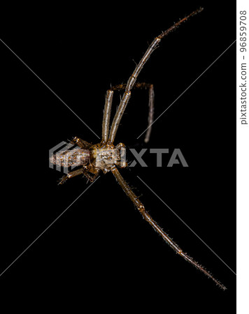 Adult Octopus Crab Spider Adult Octopus Crab Spider 96859708