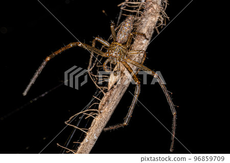 Adult Octopus Crab Spider Adult Octopus Crab Spider 96859709