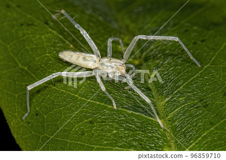 Small Ghost Spider Small Ghost Spider 96859710