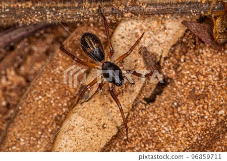 Small Ant mimic Sac Spider Small Ant mimic Sac Spider 96859711