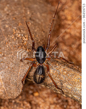 Small Ant mimic Sac Spider Small Ant mimic Sac Spider 96859713
