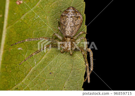Adult Octopus Crab Spider Adult Octopus Crab Spider 96859715