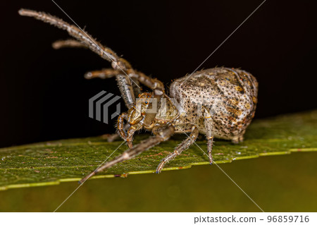 Adult Octopus Crab Spider Adult Octopus Crab Spider 96859716