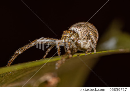 Adult Octopus Crab Spider Adult Octopus Crab Spider 96859717