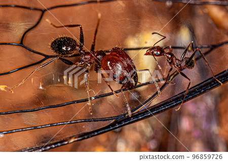 Adult Female Big-headed Ants Adult Female Big-headed Ants 96859726