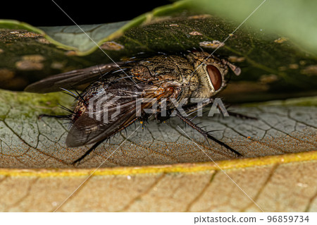 Adult Bristle Fly 96859734
