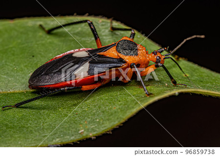 Adult Assassin Bug Adult Assassin Bug 96859738