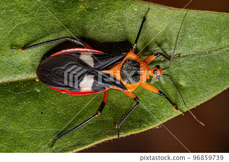 Adult Assassin Bug Adult Assassin Bug 96859739