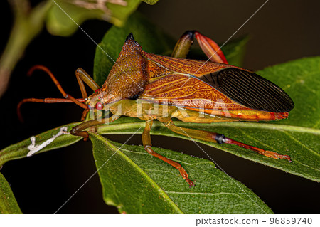 Adult Leaf-footed Bug Adult Leaf-footed Bug 96859740