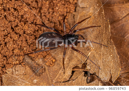 Adult Female Ant mimic Sac Spider 96859743
