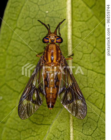 Adult Horse Fly Adult Horse Fly 96859744