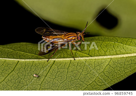 Adult Horse Fly Adult Horse Fly 96859745