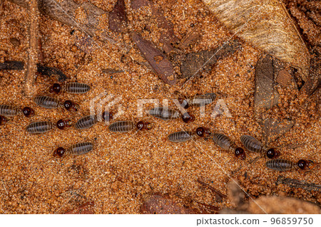 Adult Higher Termites 96859750