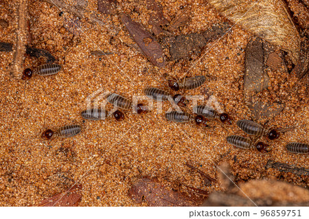 Adult Higher Termites 96859751