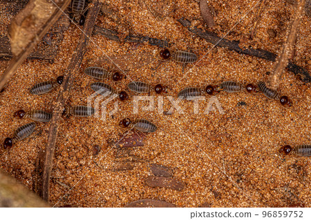 Adult Higher Termites 96859752