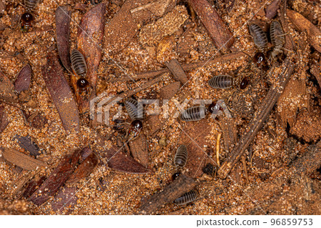 Adult Higher Termites 96859753