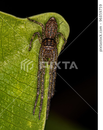 Adult Octopus Crab Spider Adult Octopus Crab Spider 96859759