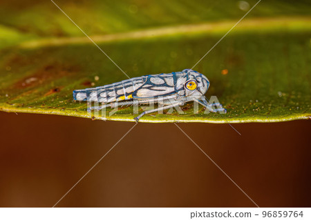 Small Typical Leafhopper Nymph Small Typical Leafhopper Nymph 96859764