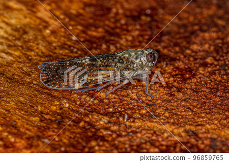 Adult Small Planthopper Insect 96859765