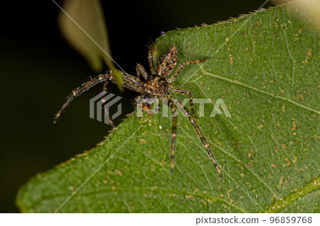 Adult Octopus Crab Spider 96859768