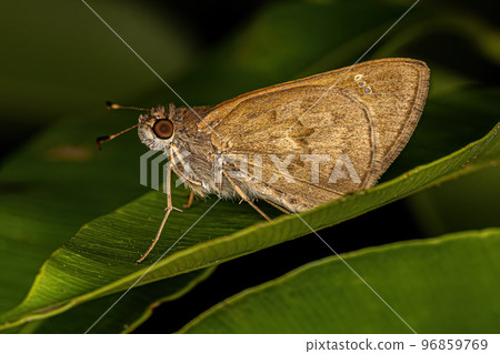 Adult Skipper Butterfly Adult Skipper Butterfly 96859769
