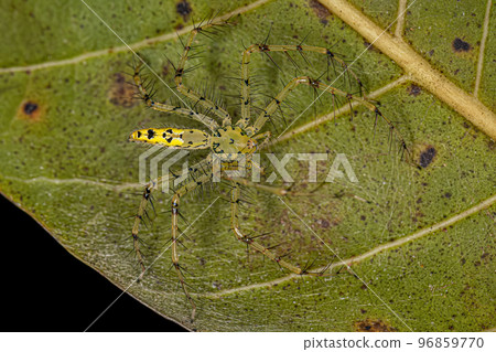 Adult Female Lynx Spider 96859770