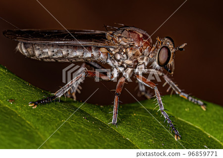 Adult Robber Fly Adult Robber Fly 96859771