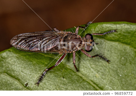 Adult Robber Fly 96859772