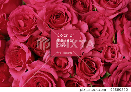 Flowers toned in magenta colour Flowers toned in magenta colour 96860230