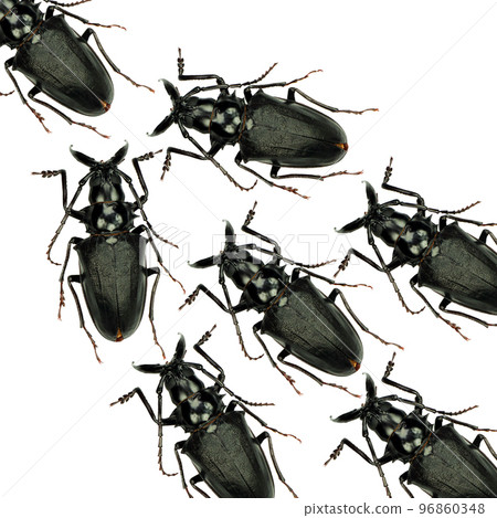 Unusual background, lot of scary black cockroach beetles run up one after another, for the design of covers of laptops, phones, creative wallpapers, texture Unusual background, lot of scary black cockroach beetles run up one after another, for the design of covers of laptops, phones, creative wallpapers, texture 96860348