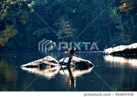 鸕鶿在新英格蘭倫普利河的岩石上休息 鸕鶿在新英格蘭倫普利河的岩石上休息 96860406