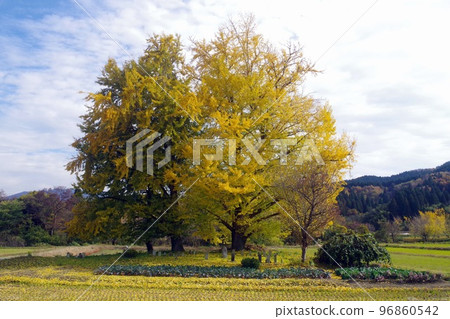 五泉市金村Hiruno的大銀杏樹 五泉市金村Hiruno的大銀杏樹 96860542