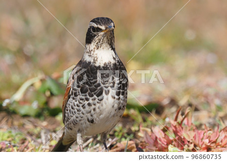 鵝口瘡 鵝口瘡 96860735