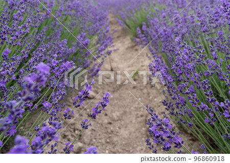Lavender flower field, Blooming purple fragrant lavender flowers. Growing lavender swaying in the wind, harvesting, perfume ingredient, aromatherapy Lavender flower field, Blooming purple fragrant lavender flowers. Growing lavender swaying in the wind, harvesting, perfume ingredient, aromatherapy 96860918