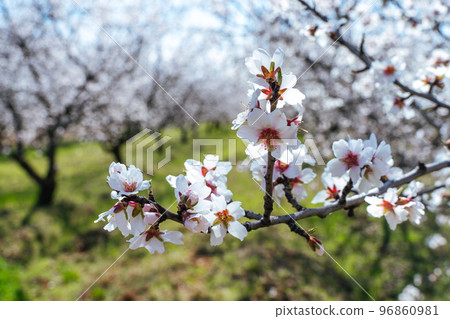 Beautiful almond blossoms on the almont tree branch. 96860981
