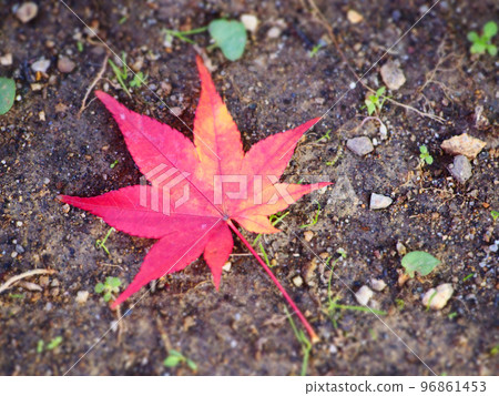 Autumn leaves that fell to the ground 96861453