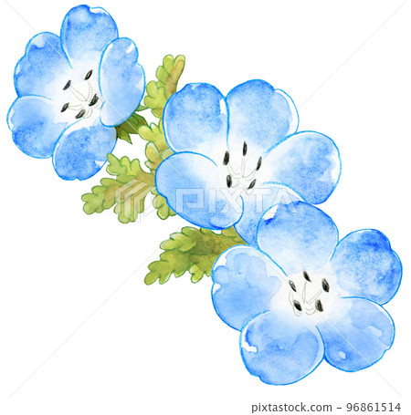Spring blue nemophila watercolor painting one point 96861514