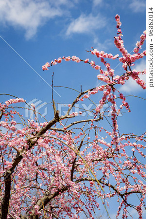 Weeping plums of Fujikawa Tenjin (Sugawara Shrine) 96862014