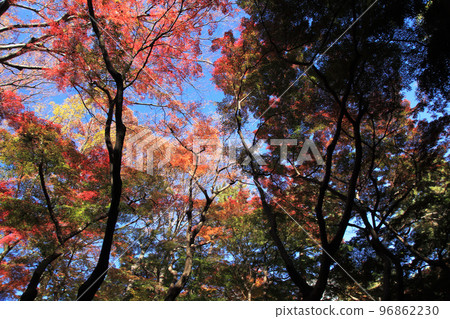 殿谷戶庭園的紅葉 殿谷戶庭園的紅葉 96862230