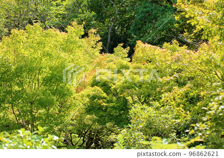 Colored leaf of maple Colored leaf of maple 96862621