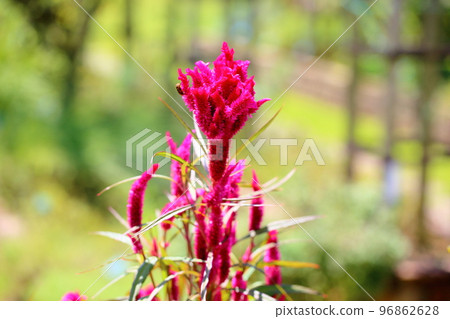 Keito的花 96862628