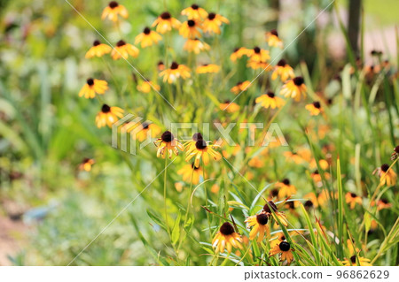 金光菊花 金光菊花 96862629