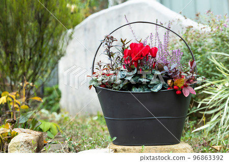 種植仙客來 96863392