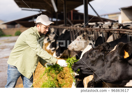 Male farmer feeding cows in stables with grass Male farmer feeding cows in stables with grass 96863617