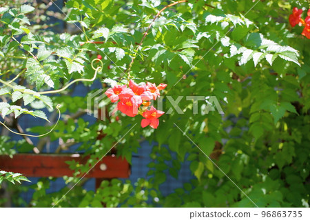 新手kazura的花 96863735