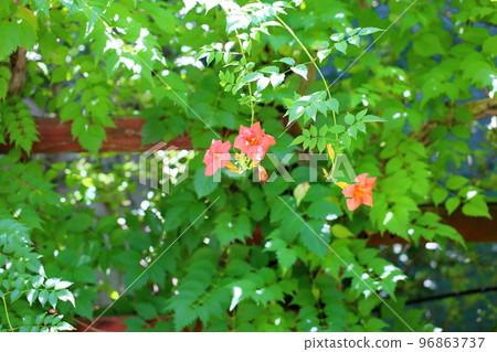 新手kazura的花 96863737