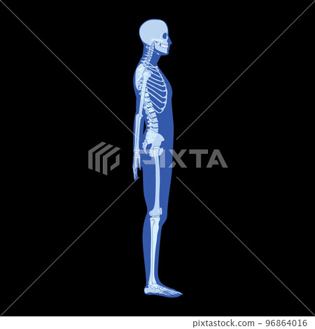 X-Ray Skeleton Human body - hands, legs, chests, heads, vertebra, pelvis, Bones adult people roentgen side view. 3D 96864016