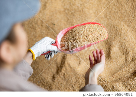 Scoop with soy husk in hands of female farmer Scoop with soy husk in hands of female farmer 96864091