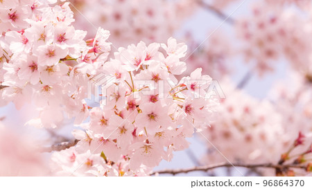 Cherry Blossoms Cherry Blossoms 96864370